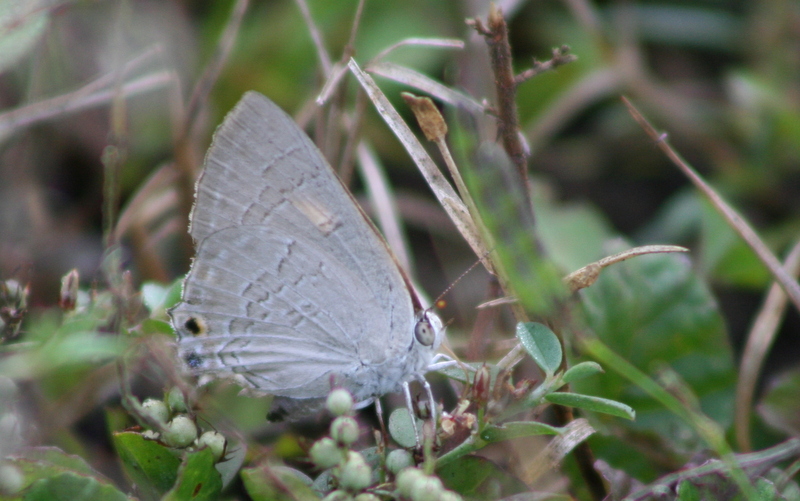 Butterflies